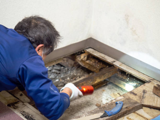 Best Industrial Mold Remediation in Westminster, CA