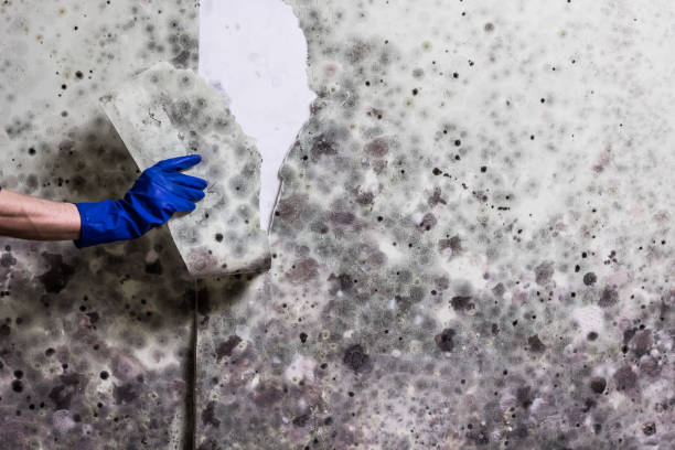 Best Mold Testing and Inspection Services in Westminster, CA